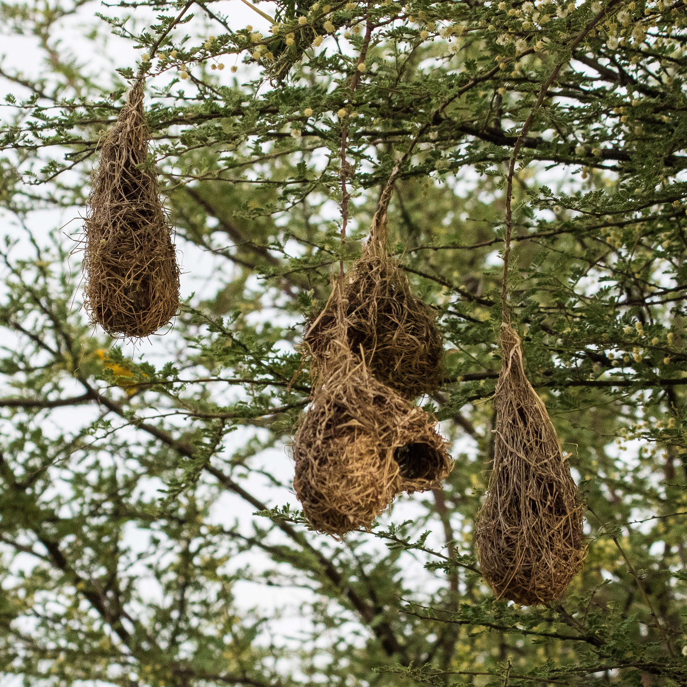 Nids de Tisserins à tête rousse (Southern masked weaver, Ploceus velatus), Onguma Nature Reserve, Etosha, Namibie.